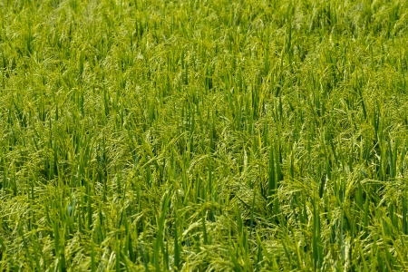 Grain in the ear in the summer.の写真素材