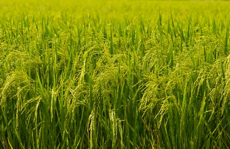 Grain in the ear in the summer.の写真素材