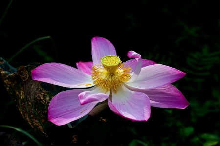 Lotus in the summer in Thailand.の写真素材