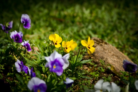 flower at the north of Thailandの写真素材