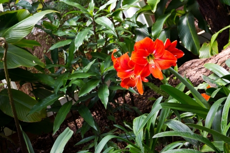 flower at the north of Thailandの写真素材