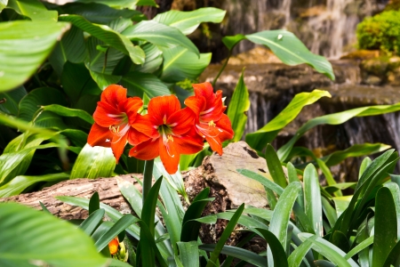 flower at the north of Thailandの写真素材