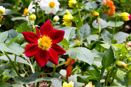 flower at the north of Thailandの写真素材