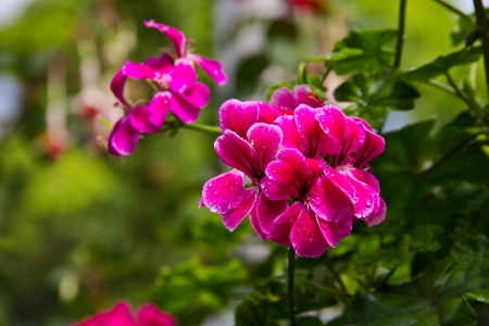 flower at the north of Thailandの写真素材