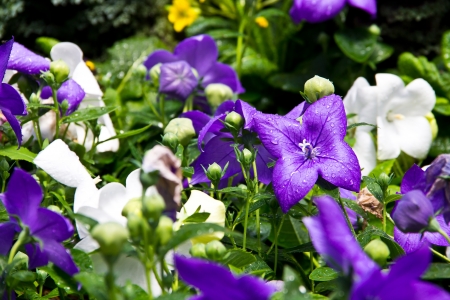 flower at the north of Thailandの写真素材