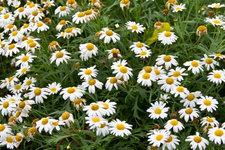 flower at the north of Thailandの写真素材