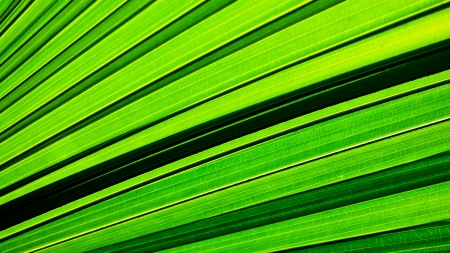 Light shines through the leaves.の写真素材