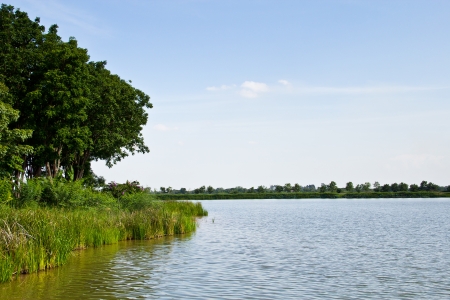 The swamp forest in Thailand の写真素材