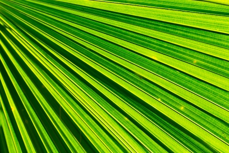 abstract background of leaf の写真素材