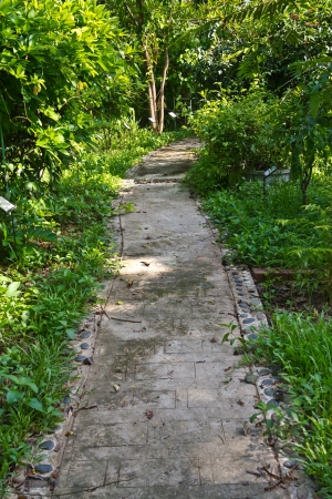 Concrete path in the garden の写真素材