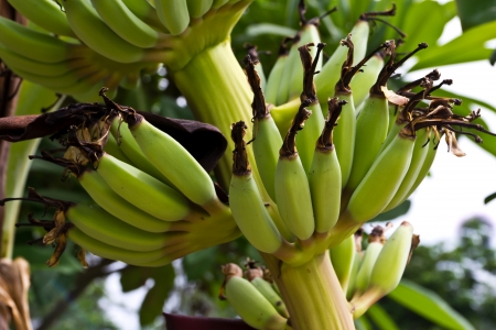 Banana on the tree in the daytime の写真素材