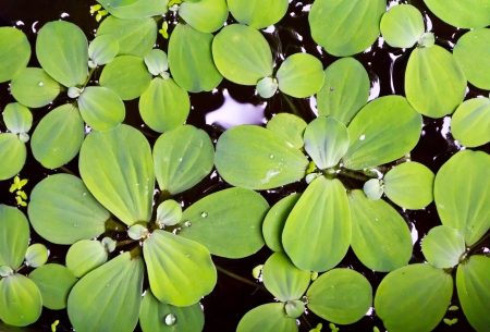 Many Duckweed floats above the surface of the pond 