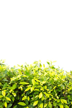 Green leaf tree background wallの写真素材