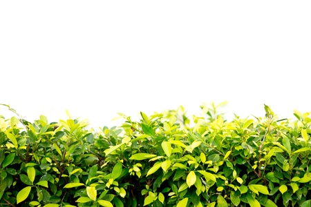 Green leaf tree background wallの写真素材