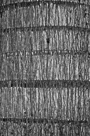 Surface trunks of palm trees の写真素材