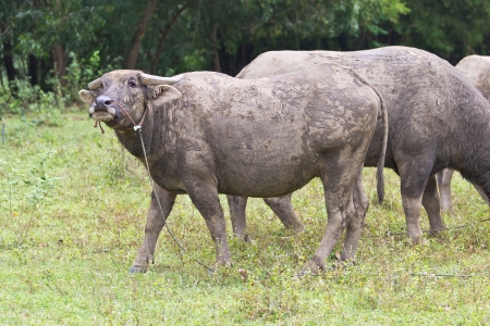 Buffalo eating grass in farm livestock の写真素材