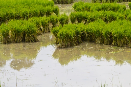Seedlings in paddy fields rice seedlingsの写真素材