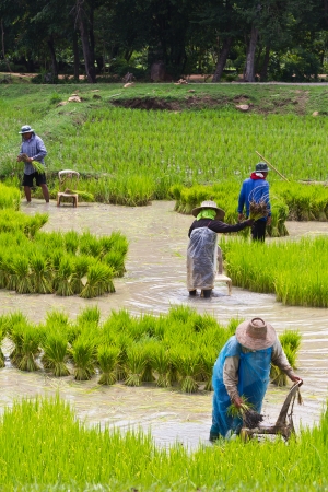 Rice farmers are withdrawing the seedlings to transplanting の写真素材
