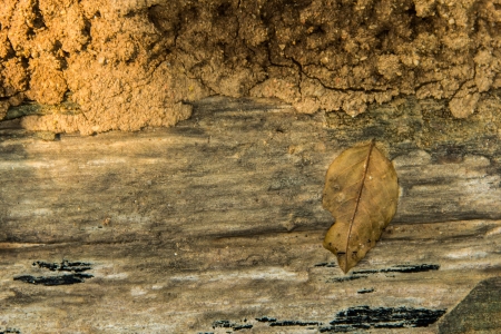 abstract background of Leaves Timber with dry leaves on a termite nest perched の写真素材