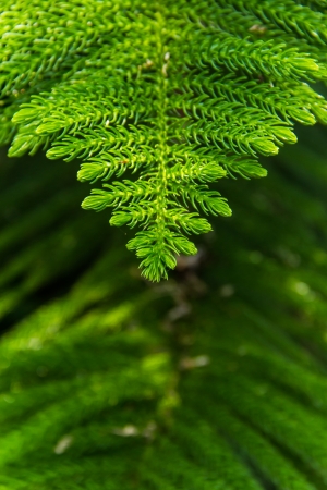 Pine soft silk Most beautiful soft silk 