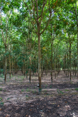 Rubber cultivation in northern Thailand were productive の写真素材