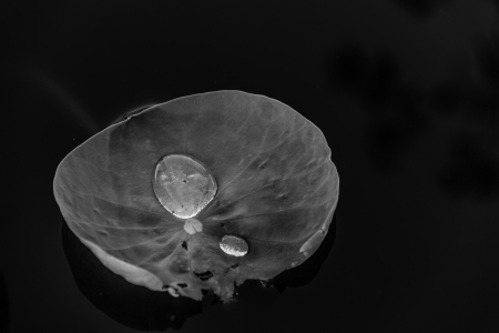 Drops of water on a lotus leaf in a monotone の写真素材