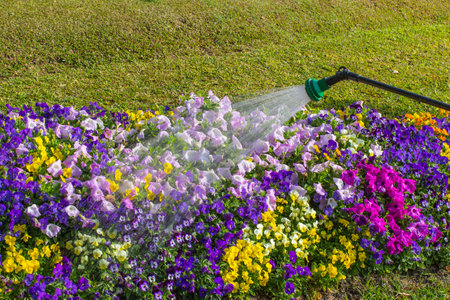 Beautiful colorful flowers in the park.の写真素材