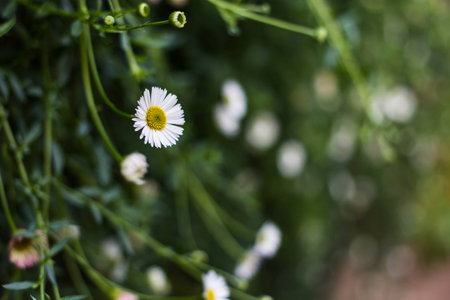 Small white flowers with bright green leaves.