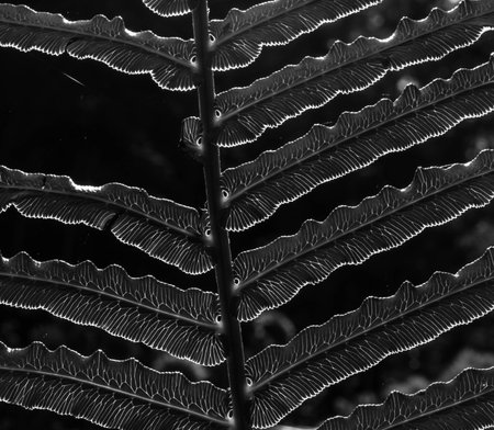Fern leaves in black and white.の写真素材