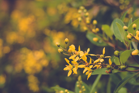 The beautiful yellow flowers in the garden.の写真素材
