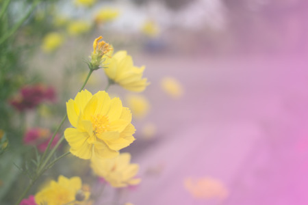 Yellow cosmos flowerの写真素材