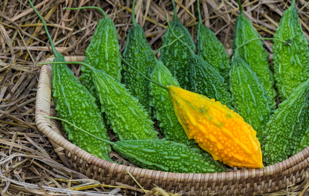 Bitter gourd in the basket placed on a pile of straw.の写真素材