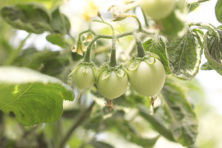 Raw tomatoes on tree.Green tomatoes.closeup of fresh tomatoes on tree plantの写真素材