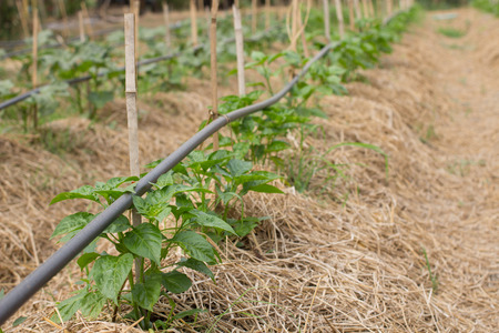 Farming furrow planting and irrigation hoses, drip irrigation system.の写真素材