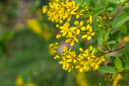 The beautiful yellow flowers in the garden.の写真素材