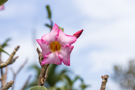 plumeria on the plumeria tree.の写真素材