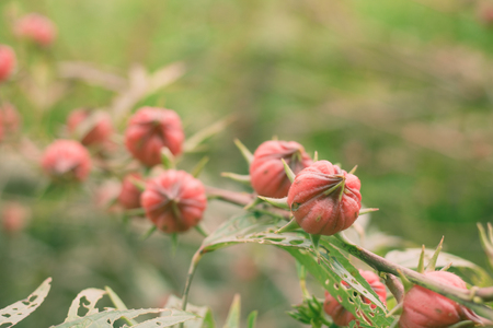 Roselle nontoxic on plots of farmers.の写真素材