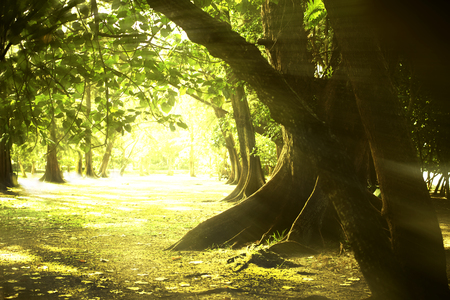 The trees in the park that are arranged beautifully and perfectly.の写真素材