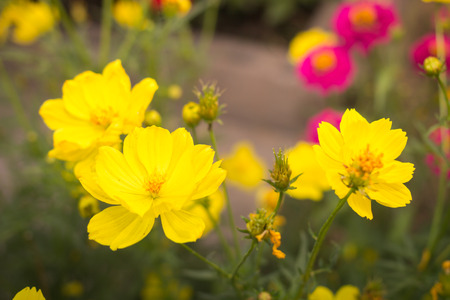 Yellow cosmos flowerの写真素材