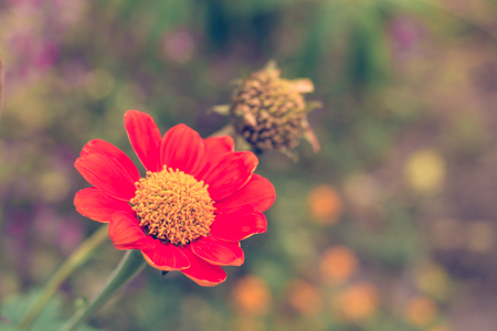beautiful red flower in the garden.の写真素材