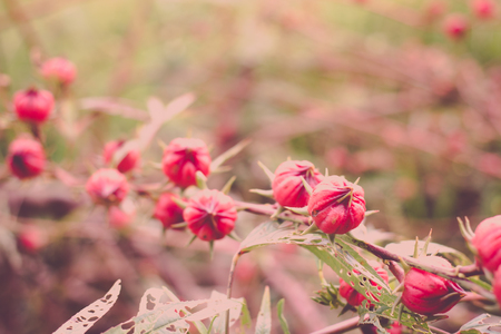 Roselle nontoxic on plots of farmers.の写真素材