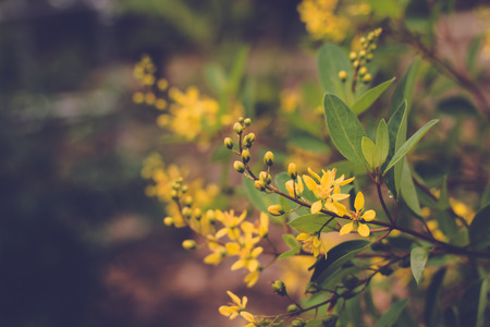 The beautiful yellow flowers in the garden.の写真素材