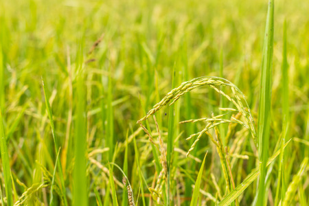 rice fieldの写真素材