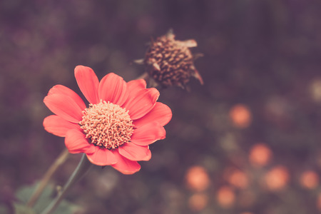 beautiful red flower in the garden.の写真素材