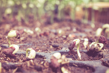 seed germination of plants.germinated in the fieldの写真素材