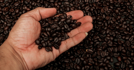 roasted coffee beans in left hand.の写真素材