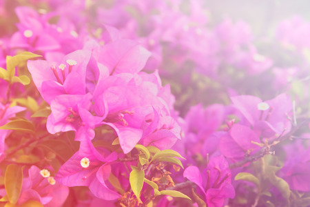 beautiful Bougainvillea flowers horizontal background made with color filtersの写真素材