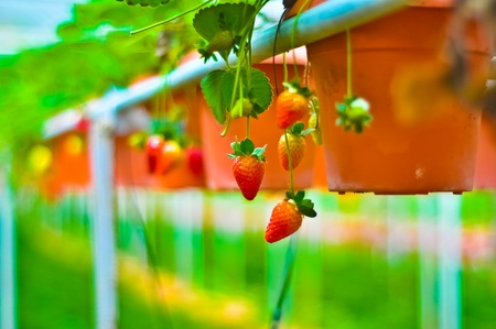 Strawberryの写真素材