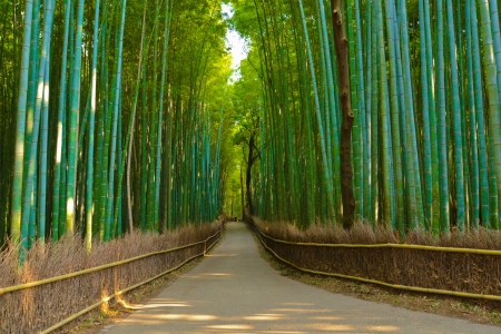 Bamboo forestの写真素材