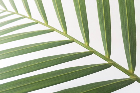 Kentia palm leafの素材